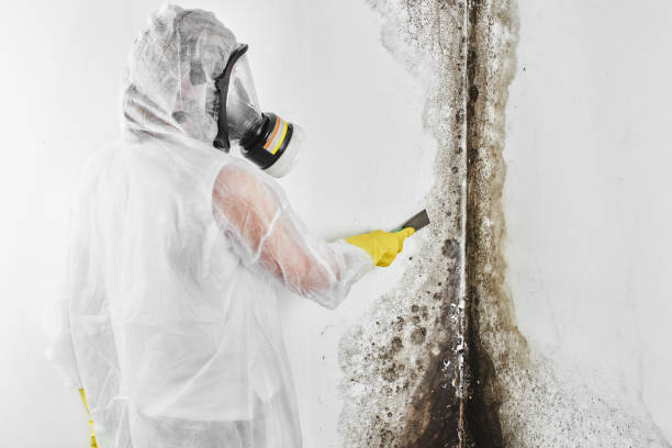 Best Mold Removal Company Near Me  in Barrett, TX