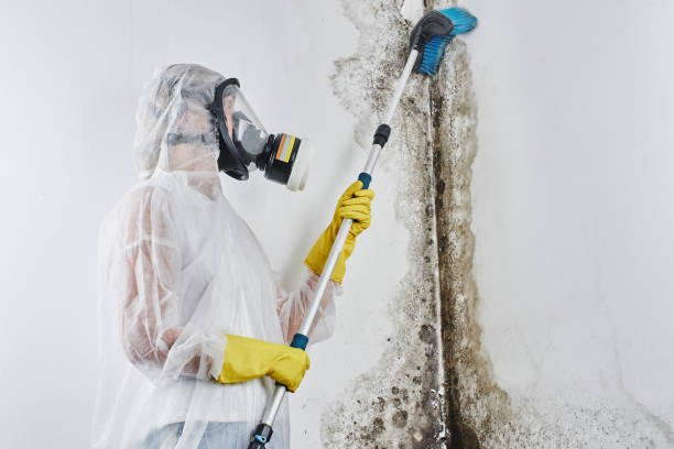 Best Professional Mold Removal  in Barrett, TX