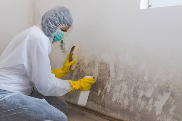  Barrett, TX Mold Removal Pros