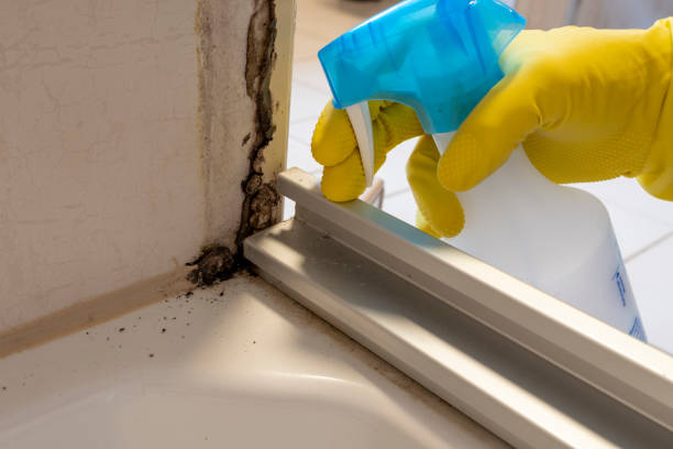 Best Same-Day Mold Removal  in Barrett, TX