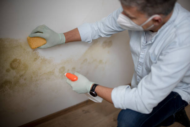 Best Mold Cleaning Services  in Barrett, TX