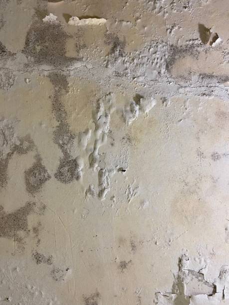 Best Mold Damage Repair  in Barrett, TX
