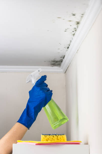 Best Commercial Mold Removal  in Barrett, TX